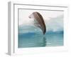 Crabeater Seal Diving into Water from an Iceberg, Pleneau Island, Antarctic Peninsula, Antarctica-James Hager-Framed Photographic Print