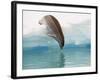 Crabeater Seal Diving into Water from an Iceberg, Pleneau Island, Antarctic Peninsula, Antarctica-James Hager-Framed Photographic Print