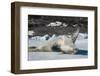 Crabeater Seal (Lobodon carcinophaga) (carcinophagus) lies on its back on an ice floe in Hope Bay, -Michael Runkel-Framed Photographic Print