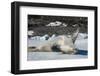 Crabeater Seal (Lobodon carcinophaga) (carcinophagus) lies on its back on an ice floe in Hope Bay, -Michael Runkel-Framed Photographic Print