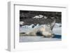 Crabeater Seal (Lobodon carcinophaga) (carcinophagus) lies on its back on an ice floe in Hope Bay, -Michael Runkel-Framed Photographic Print