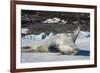 Crabeater Seal (Lobodon carcinophaga) (carcinophagus) lies on its back on an ice floe in Hope Bay, -Michael Runkel-Framed Photographic Print