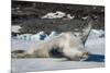 Crabeater Seal (Lobodon carcinophaga) (carcinophagus) lies on its back on an ice floe in Hope Bay, -Michael Runkel-Mounted Photographic Print