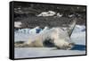 Crabeater Seal (Lobodon carcinophaga) (carcinophagus) lies on its back on an ice floe in Hope Bay, -Michael Runkel-Framed Stretched Canvas