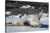 Crabeater Seal (Lobodon carcinophaga) (carcinophagus) lies on its back on an ice floe in Hope Bay, -Michael Runkel-Stretched Canvas