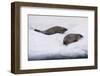 Crabeater seal (Lobodon carcinophaga) on the ice, Wilhelmina Bay, Antarctica, Polar Regions-Sergio Pitamitz-Framed Photographic Print