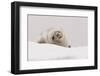 Crabeater seal (Lobodon carcinophaga), Portal Point, Antarctica, Polar Regions-Sergio Pitamitz-Framed Photographic Print