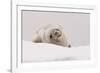 Crabeater seal (Lobodon carcinophaga), Portal Point, Antarctica, Polar Regions-Sergio Pitamitz-Framed Photographic Print