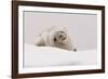 Crabeater seal (Lobodon carcinophaga), Portal Point, Antarctica, Polar Regions-Sergio Pitamitz-Framed Photographic Print