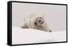 Crabeater seal (Lobodon carcinophaga), Portal Point, Antarctica, Polar Regions-Sergio Pitamitz-Framed Stretched Canvas