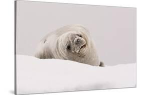 Crabeater seal (Lobodon carcinophaga), Portal Point, Antarctica, Polar Regions-Sergio Pitamitz-Stretched Canvas