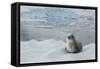 Crabeater Seal on Ice-Joe McDonald-Framed Stretched Canvas