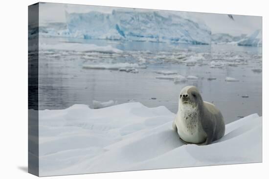 Crabeater Seal on Ice-Joe McDonald-Stretched Canvas