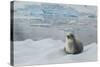 Crabeater Seal on Ice-Joe McDonald-Stretched Canvas