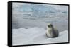 Crabeater Seal on Ice-Joe McDonald-Framed Stretched Canvas