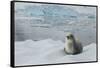 Crabeater Seal on Ice-Joe McDonald-Framed Stretched Canvas