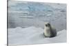 Crabeater Seal on Ice-Joe McDonald-Stretched Canvas