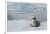 Crabeater Seal on Ice-Joe McDonald-Framed Photographic Print