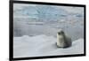 Crabeater Seal on Ice-Joe McDonald-Framed Photographic Print