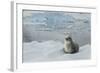 Crabeater Seal on Ice-Joe McDonald-Framed Photographic Print