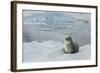 Crabeater Seal on Ice-Joe McDonald-Framed Photographic Print