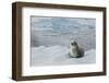 Crabeater Seal on Ice-Joe McDonald-Framed Photographic Print