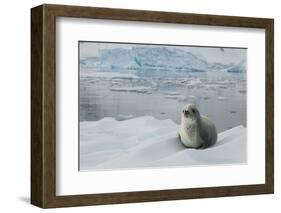 Crabeater Seal on Ice-Joe McDonald-Framed Photographic Print