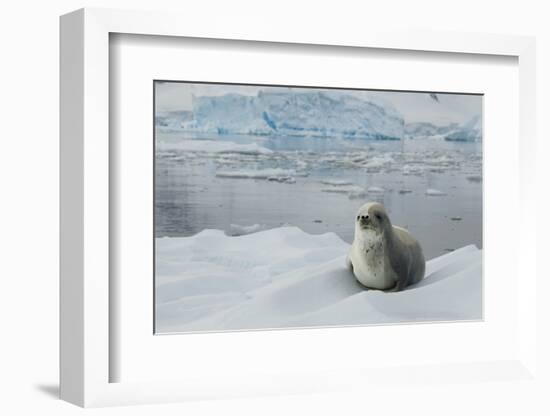 Crabeater Seal on Ice-Joe McDonald-Framed Photographic Print