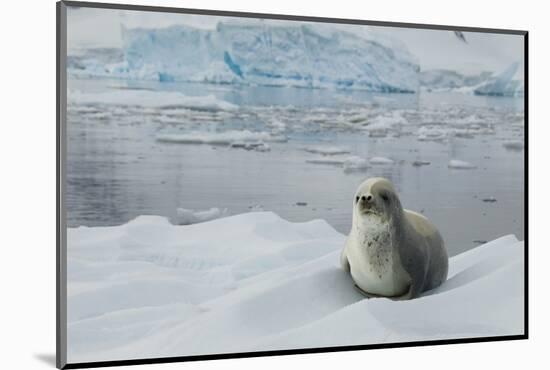Crabeater Seal on Ice-Joe McDonald-Mounted Photographic Print