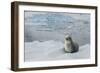 Crabeater Seal on Ice-Joe McDonald-Framed Photographic Print