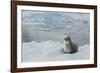 Crabeater Seal on Ice-Joe McDonald-Framed Photographic Print