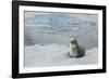 Crabeater Seal on Ice-Joe McDonald-Framed Photographic Print