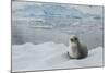 Crabeater Seal on Ice-Joe McDonald-Mounted Photographic Print