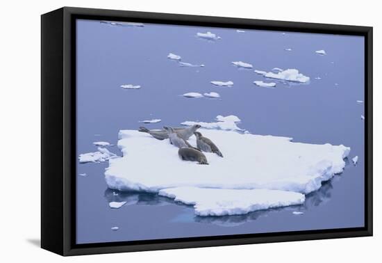 Crabeater Seals on Iceberg-DLILLC-Framed Stretched Canvas