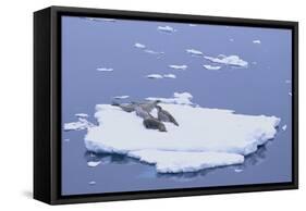 Crabeater Seals on Iceberg-DLILLC-Framed Stretched Canvas