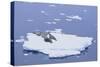 Crabeater Seals on Iceberg-DLILLC-Stretched Canvas