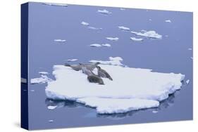 Crabeater Seals on Iceberg-DLILLC-Stretched Canvas