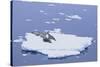 Crabeater Seals on Iceberg-DLILLC-Stretched Canvas