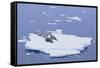 Crabeater Seals on Iceberg-DLILLC-Framed Stretched Canvas