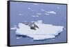 Crabeater Seals on Iceberg-DLILLC-Framed Stretched Canvas