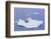 Crabeater Seals on Iceberg-DLILLC-Framed Photographic Print