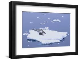 Crabeater Seals on Iceberg-DLILLC-Framed Photographic Print