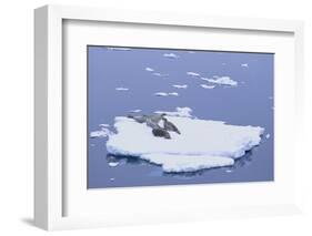 Crabeater Seals on Iceberg-DLILLC-Framed Photographic Print