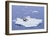 Crabeater Seals on Iceberg-DLILLC-Framed Photographic Print