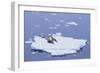 Crabeater Seals on Iceberg-DLILLC-Framed Photographic Print