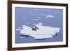 Crabeater Seals on Iceberg-DLILLC-Framed Photographic Print