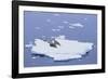 Crabeater Seals on Iceberg-DLILLC-Framed Photographic Print