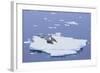 Crabeater Seals on Iceberg-DLILLC-Framed Photographic Print