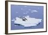 Crabeater Seals on Iceberg-DLILLC-Framed Photographic Print