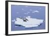 Crabeater Seals on Iceberg-DLILLC-Framed Photographic Print